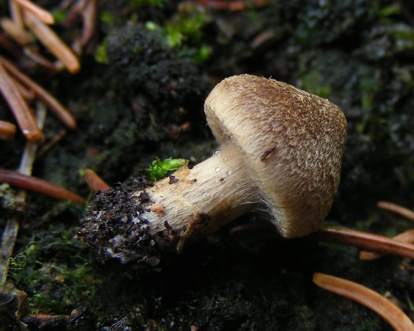 Escursione a 1500/1800,tanti funghi